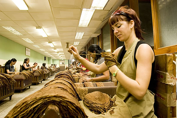 antique tobacco leaf china GLOSSARY: Tobacco leaf pattern