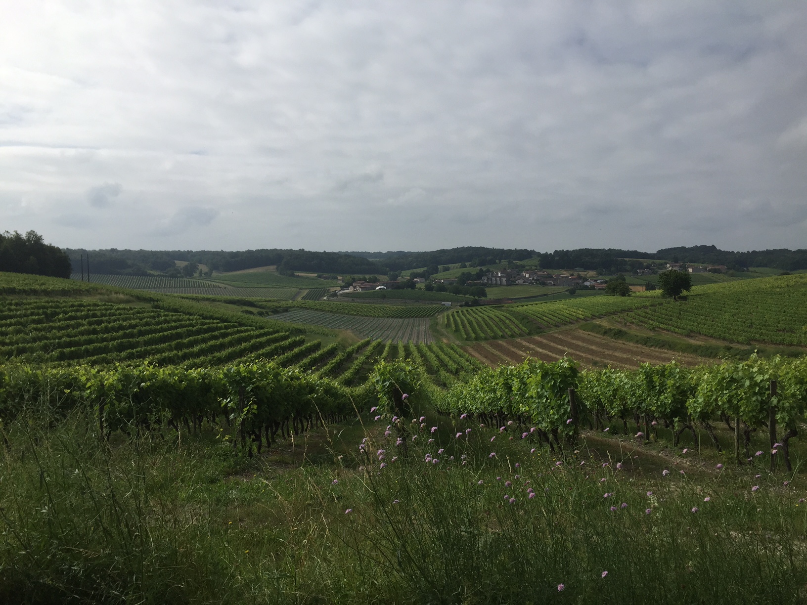 The magnificent vineyards of St. Preuil in Cognac, whose fruit acts as the base for Rémy Martin Cognac