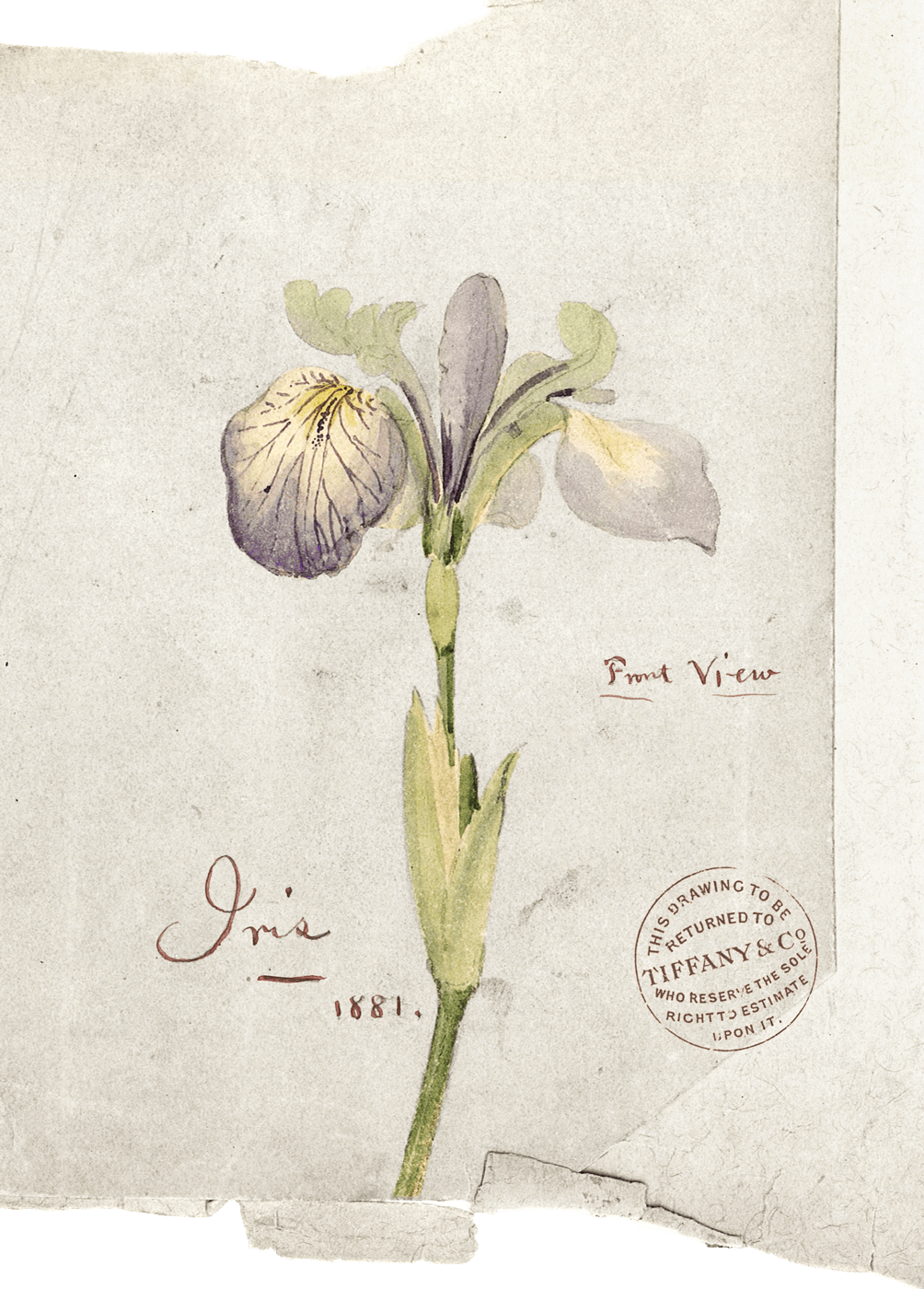 A sketch of an iris from Tiffany's archives