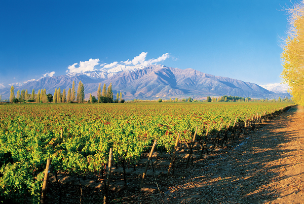 Viña Concha y Toro vineyard, south america